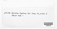Epichloe typhina image